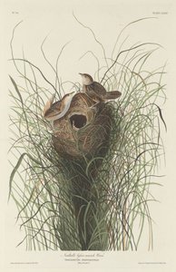 Mały strzyżyk bagienny Nuttalla autorstwa Robert Havell after John James Audubon