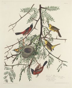 wilga sadu autorstwa Robert Havell after John James Audubon