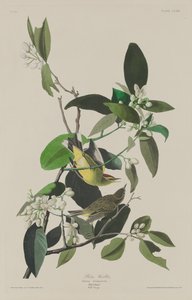 Pokrzewka palmowa autorstwa Robert Havell after John James Audubon