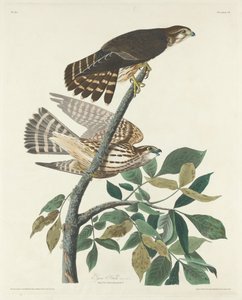 Gołąb Jastrząb autorstwa Robert Havell after John James Audubon