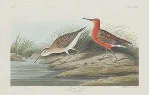 Pigmy Curlew autorstwa Robert Havell after John James Audubon