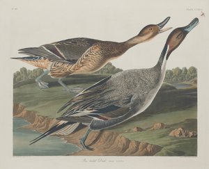 Kaczka szpilkowata autorstwa Robert Havell after John James Audubon