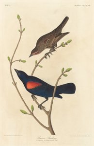 Szpak preriowy autorstwa Robert Havell after John James Audubon