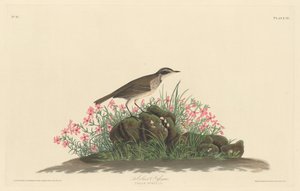 Arkusz tytułowy prerii autorstwa Robert Havell after John James Audubon