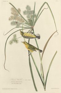 Pokrzewka preriowa autorstwa Robert Havell after John James Audubon