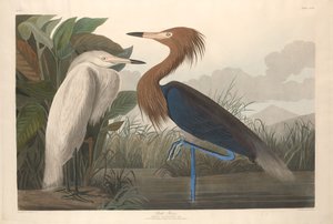 Fioletowa czapla autorstwa Robert Havell after John James Audubon