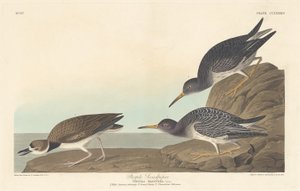 Fioletowy sandpiper autorstwa Robert Havell after John James Audubon