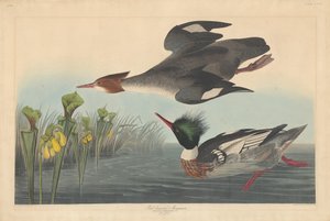 Nurogęś czerwonopierśny autorstwa Robert Havell after John James Audubon