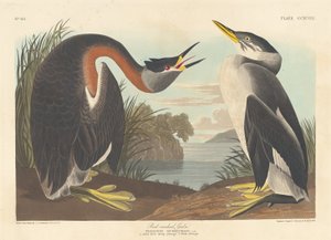 perkoz rdzawoszyi autorstwa Robert Havell after John James Audubon