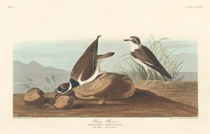 Sieweczka pierścieniowa autorstwa Robert Havell after John James Audubon