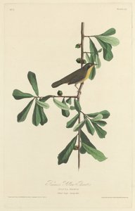 Żółte Gardło Roscoe autorstwa Robert Havell after John James Audubon
