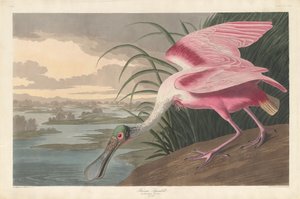 Warzęcha różowa autorstwa Robert Havell after John James Audubon