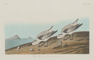 Rumiana Sieweczka autorstwa Robert Havell after John James Audubon