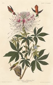 Koliber kryzowy autorstwa Robert Havell after John James Audubon