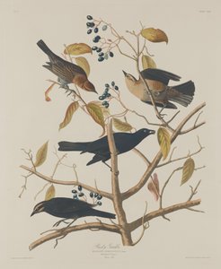 Zardzewiały Grakle autorstwa Robert Havell after John James Audubon
