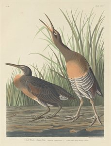 Kura bagienna ze słoną wodą autorstwa Robert Havell after John James Audubon