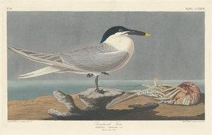 Rybitwa kanapkowa autorstwa Robert Havell after John James Audubon