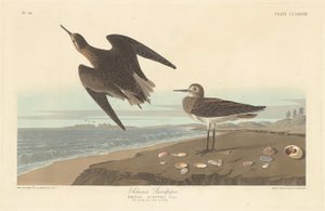 Sandpiper Schinza autorstwa Robert Havell after John James Audubon