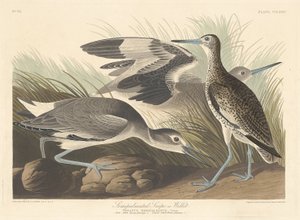 Półpalczasty bekas lub Willet autorstwa Robert Havell after John James Audubon