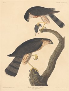 Jastrząb o ostrych nogach autorstwa Robert Havell after John James Audubon