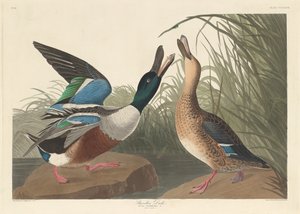 Kaczka Łopata autorstwa Robert Havell after John James Audubon