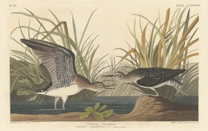 samotny brodzik autorstwa Robert Havell after John James Audubon