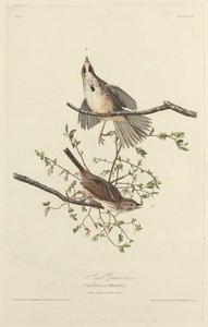 Pieśni Wróbel autorstwa Robert Havell after John James Audubon