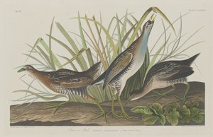 Sora lub Rail autorstwa Robert Havell after John James Audubon
