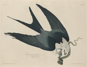 Jastrząb jaskółczy ogon autorstwa Robert Havell after John James Audubon