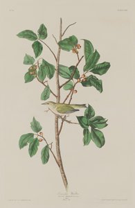 Tennessee Warbler autorstwa Robert Havell after John James Audubon