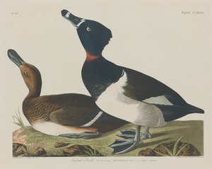 Czernica kaczka autorstwa Robert Havell after John James Audubon