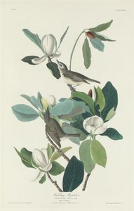Muchołówka ćwierkająca autorstwa Robert Havell after John James Audubon