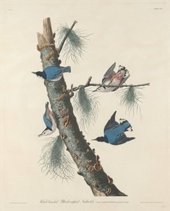 Kowalik białopierśny, czarnogłowy autorstwa Robert Havell after John James Audubon