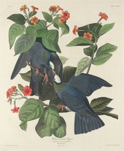 Gołąb biało-koronowany autorstwa Robert Havell after John James Audubon