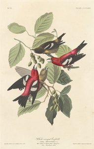 Krzyżodziób białoskrzydły autorstwa Robert Havell after John James Audubon