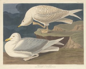 Białoskrzydła mewa srebrzysta autorstwa Robert Havell after John James Audubon