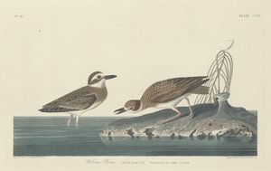 Sieweczka Wilsona autorstwa Robert Havell after John James Audubon