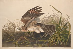 Zimowy jastrząb autorstwa Robert Havell after John James Audubon