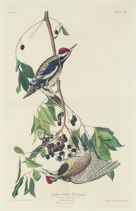 Dzięcioł żółtobrzuchy autorstwa Robert Havell after John James Audubon