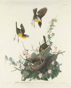 Czat z żółtymi piersiami autorstwa Robert Havell after John James Audubon