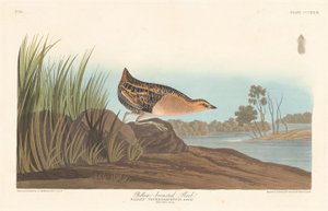 Szyna z żółtymi piersiami autorstwa Robert Havell after John James Audubon