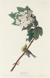 Żółtogardły Vireo autorstwa Robert Havell after John James Audubon