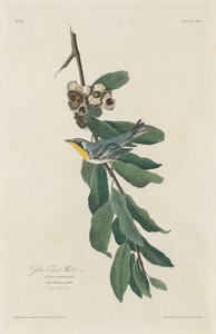 Pokrzewka żółtogardła autorstwa Robert Havell after John James Audubon
