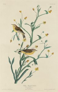 Żółta pokrzewka czerwonogłowa autorstwa Robert Havell after John James Audubon