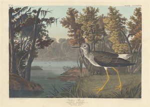 Żółta cholewka autorstwa Robert Havell after John James Audubon
