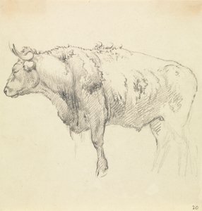 Byk autorstwa Robert Hills