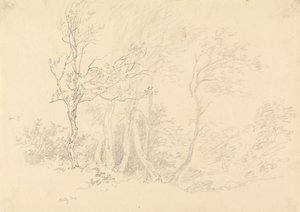 Studium Holly Tree autorstwa Robert Hills