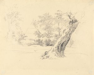 Studium drzewa autorstwa Robert Hills