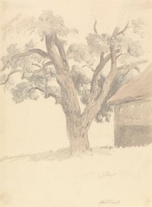 drzewo orzechowe autorstwa Robert Hills