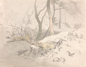 Woodland Shadowpolish autorstwa Robert Hills